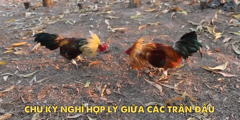 ‍Các chiến thuật phổ biến khi đá gà cựa dao
