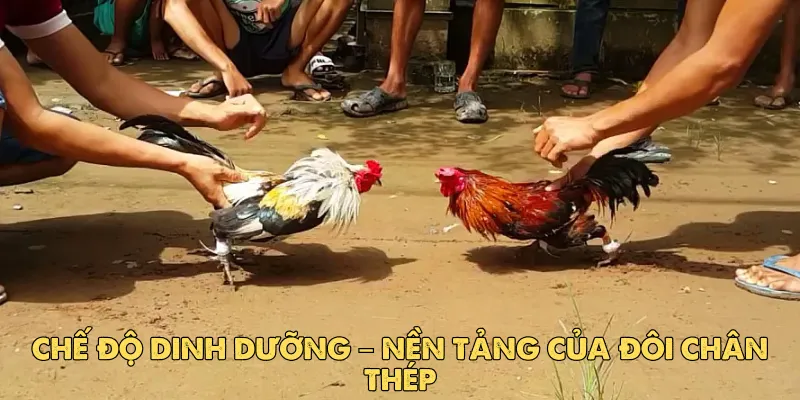 Chế độ dinh dưỡng – Nền tảng của đôi chân thép
