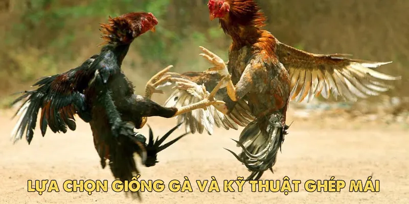 Lựa chọn giống gà và kỹ thuật ghép mái