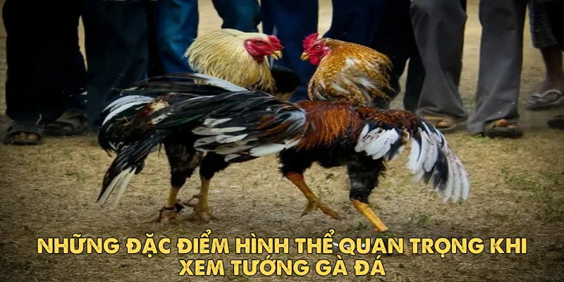 Cách xem tướng gà đá: Bí quyết chọn chiến kê bất bại EV88 2 Những đặc điểm hình thể quan trọng khi xem tướng gà đá