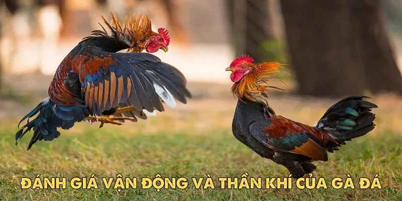 Cách xem tướng gà đá: Bí quyết chọn chiến kê bất bại EV88 3 Đánh giá vận động và thần khí của gà đá