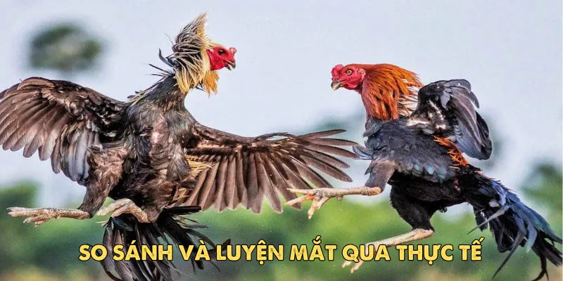 Cách xem tướng gà đá: Bí quyết chọn chiến kê bất bại EV88 4 Sự nhạy bén trước tiếng động