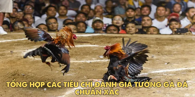 Cách xem tướng gà đá: Bí quyết chọn chiến kê bất bại EV88 5 Tổng hợp các tiêu chí đánh giá tướng gà đá chuẩn xác